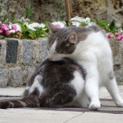 Photo de Chat domestique