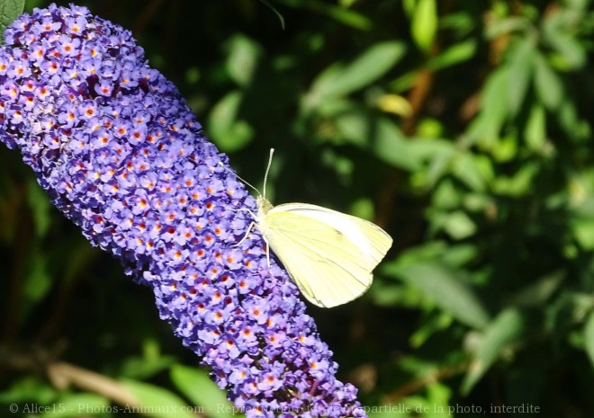 Photo de Papillon - piride