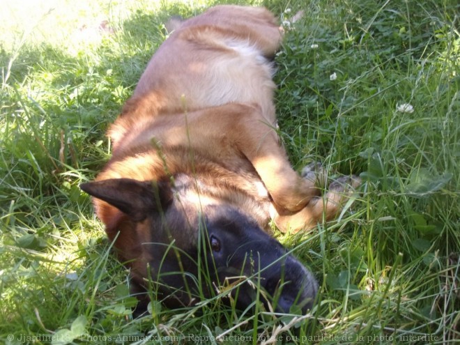 Photo de Berger belge malinois