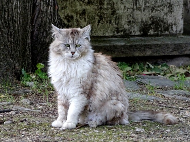 Photo de Chat domestique