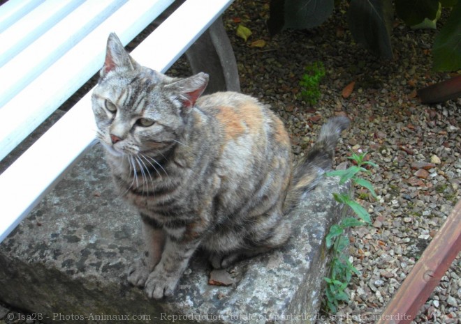 Photo de Chat domestique