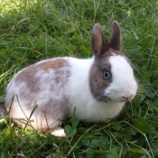 Photo de Lapin