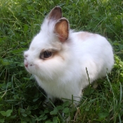 Photo de Lapin