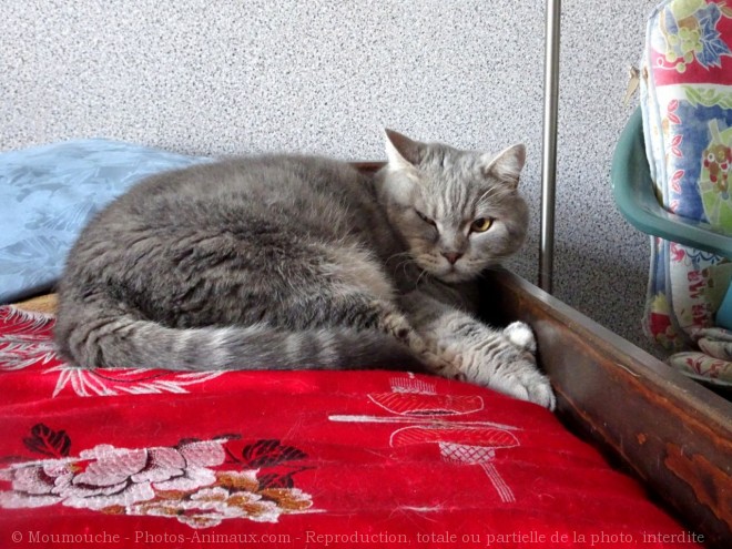 Photo de British shorthair