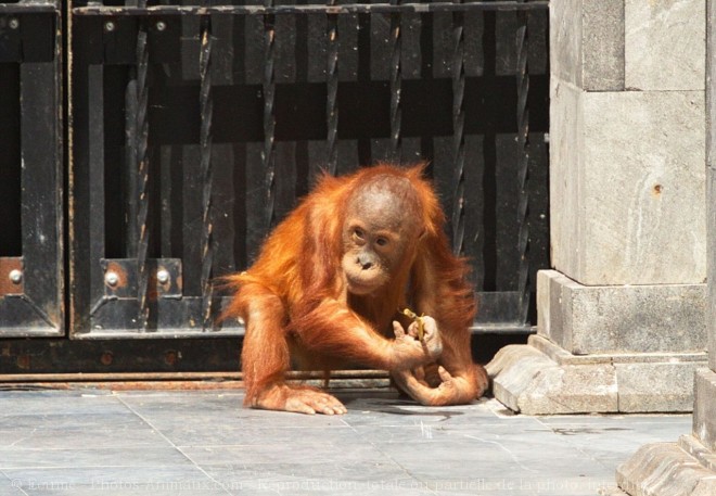 Photo d'Orang-outan