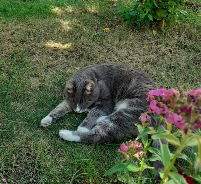 Photo de Chat domestique