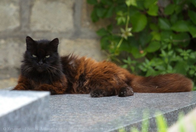 Photo de Chat domestique