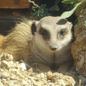 Photo de Suricate