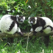 Photo de Lmurien - maki vari noir et blanc