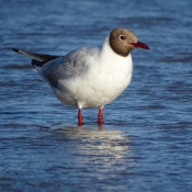 Photo de Mouette