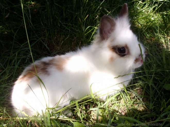 Photo de Lapin