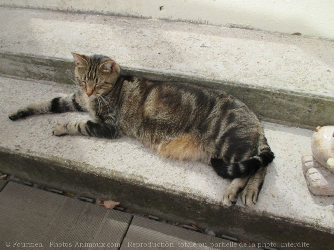 Photo de Chat domestique