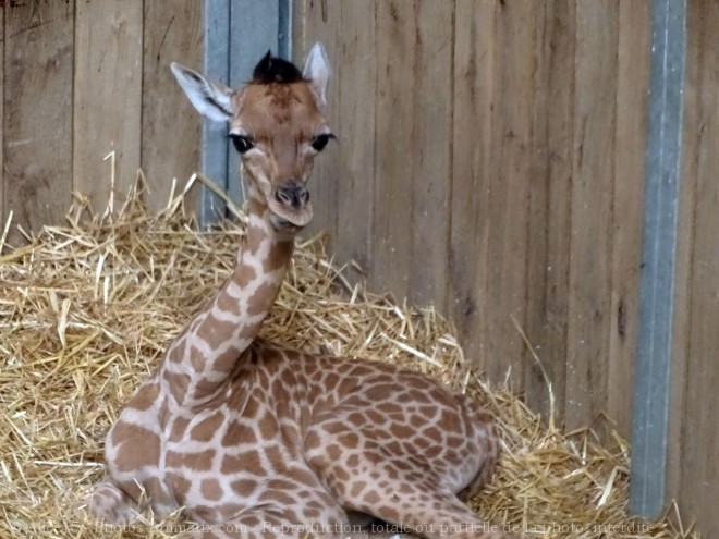 Photo de Girafe