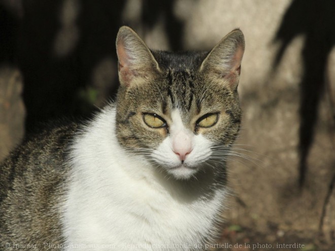 Photo de Chat domestique