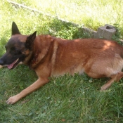 Photo de Berger belge malinois