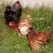 Photo de Poule