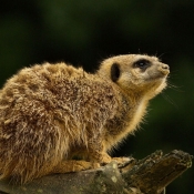 Photo de Suricate