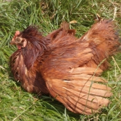 Photo de Poule