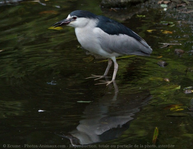 Photo de Hron - bihoreau