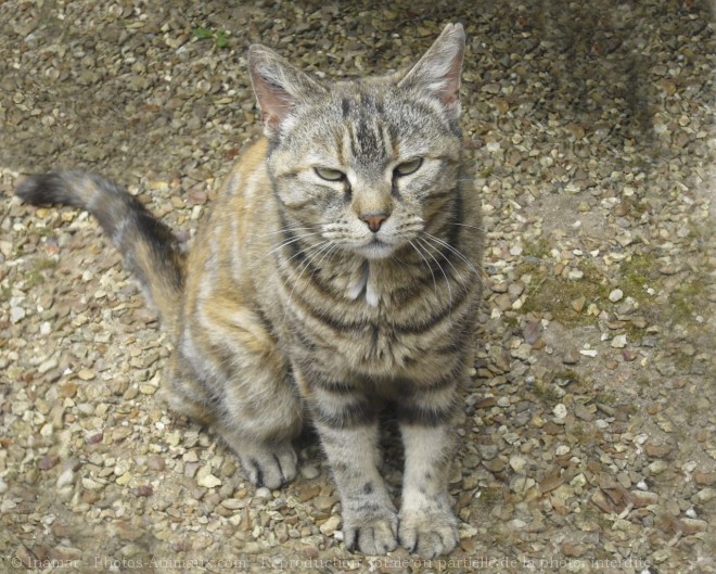 Photo de Chat domestique