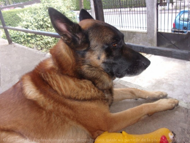 Photo de Berger belge malinois