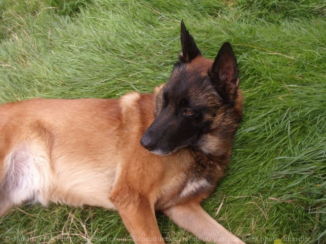 Photo de Berger belge malinois