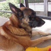 Photo de Berger belge malinois