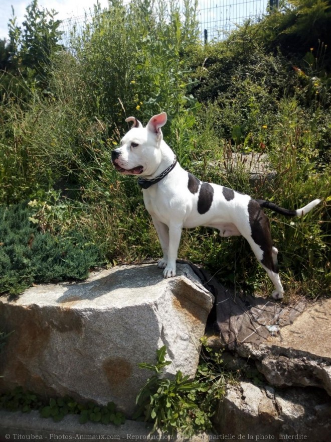 Photo d'American staffordshire terrier