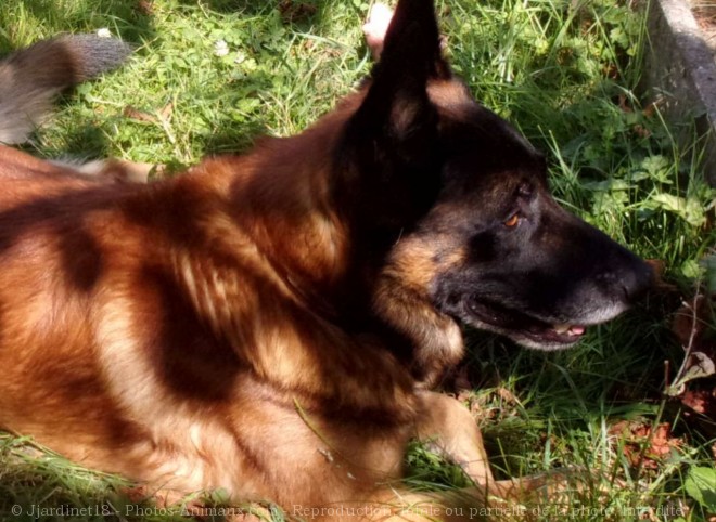 Photo de Berger belge malinois