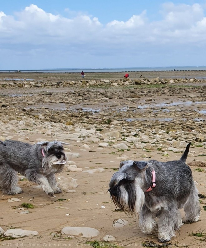 Photo de Schnauzer nain