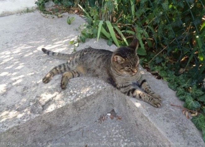 Photo de Chat domestique