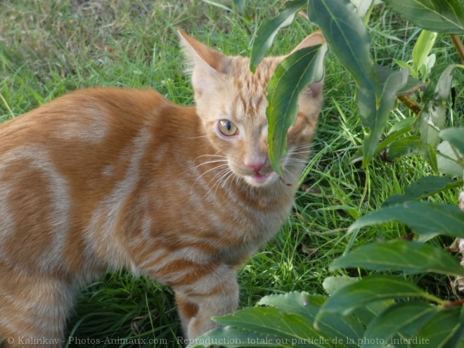 Photo de Chat domestique