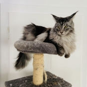 Photo de Maine coon