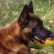 Photo de Berger belge malinois