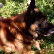 Photo de Berger belge malinois