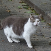 Photo de Chat domestique