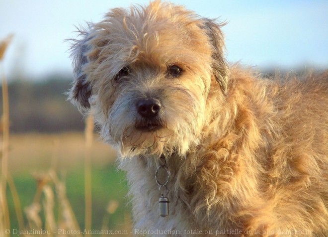 Photo de Border terrier