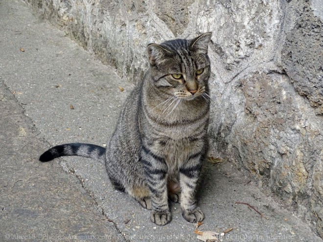 Photo de Chat domestique