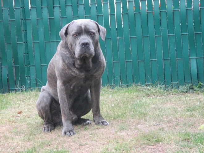 Photo de Chien de cour italien