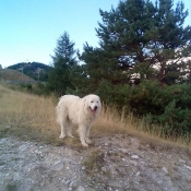 Photo de Chien de berger des pyrenes  poil long