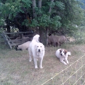 Photo de Chien de berger des pyrenes  poil long