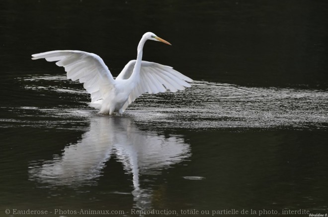 Photo d'Aigrette