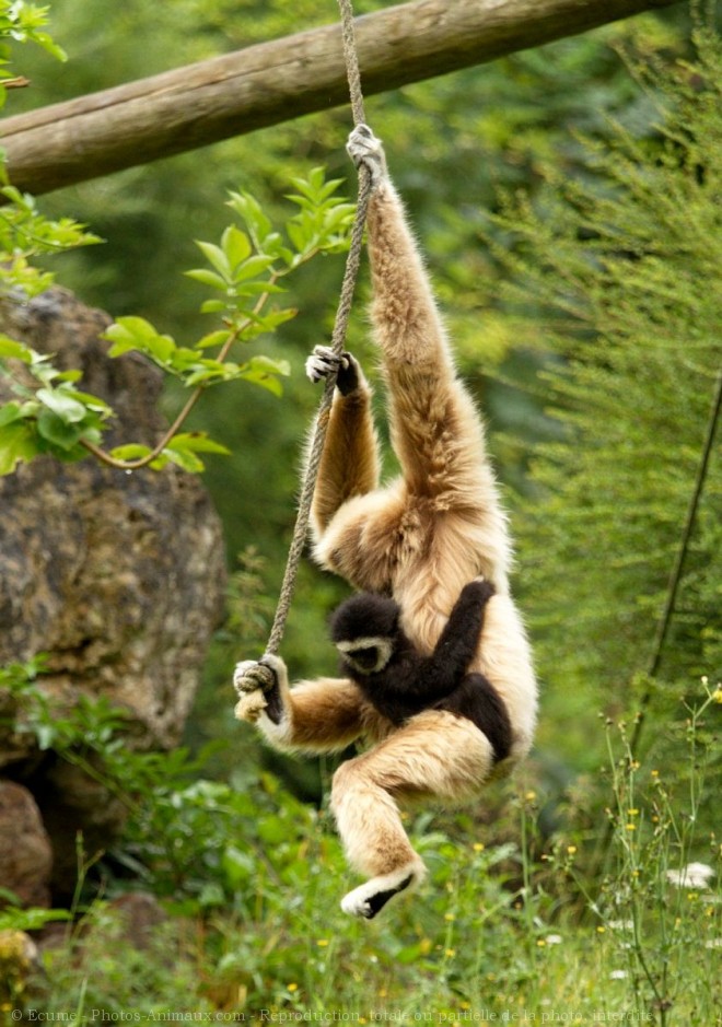 Photo de Singe - gibbon