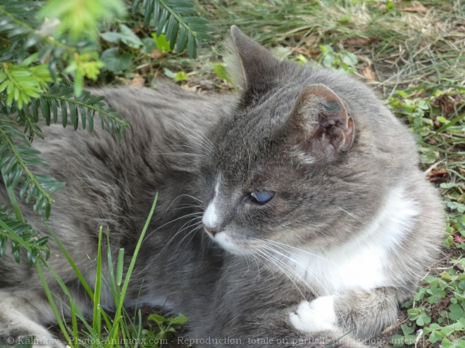 Photo de Chat domestique