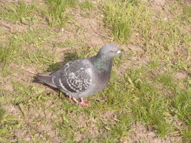 Photo de Pigeon - biset