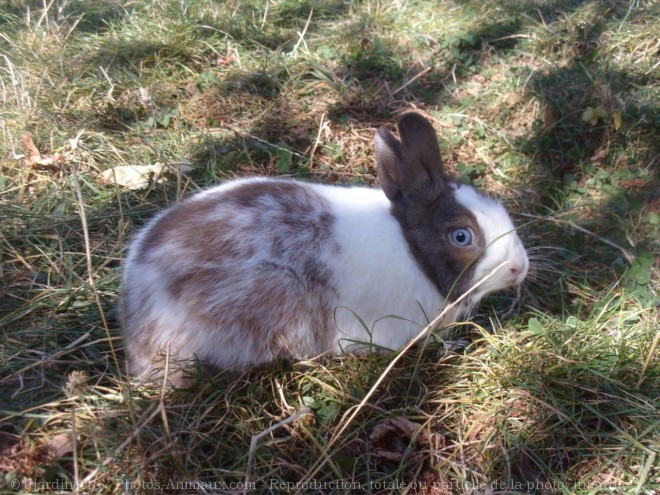 Photo de Lapin