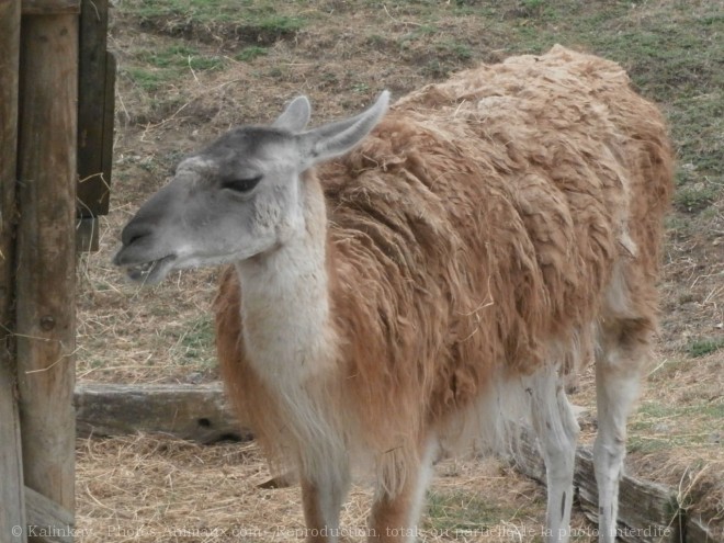 Photo de Lama