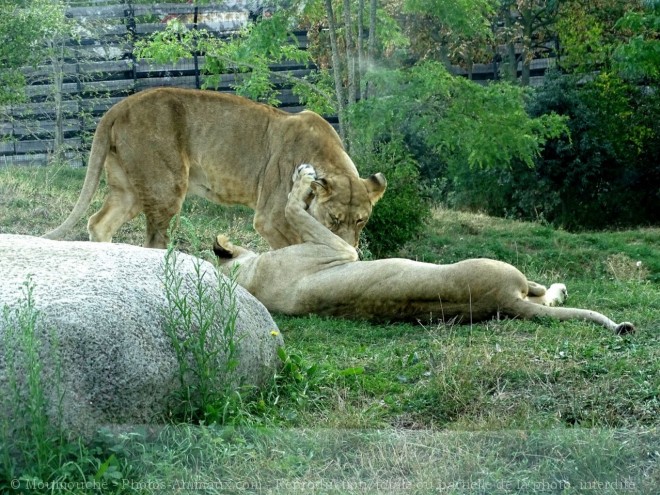 Photo de Lion