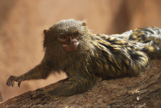 Photo de Singe - ouistiti pygme