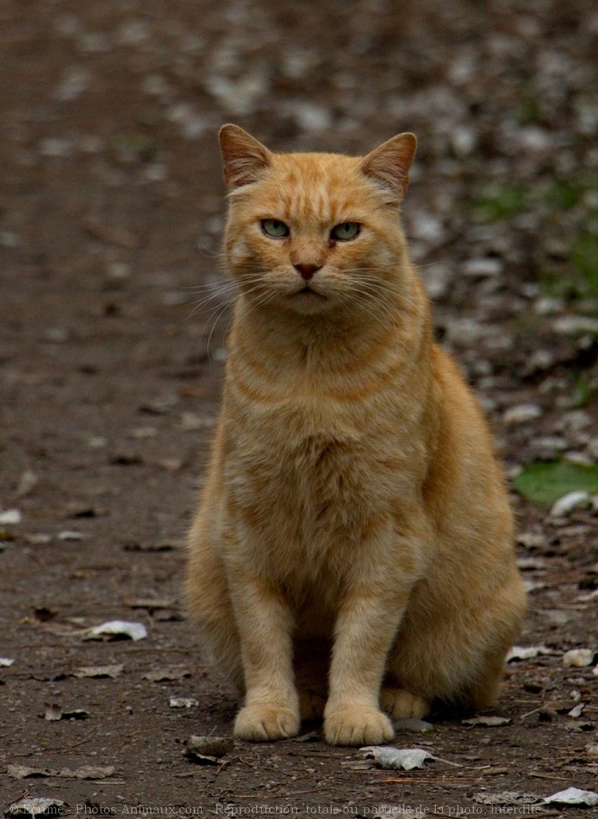 Photo de Chat domestique